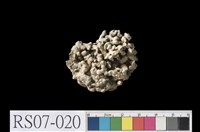 藏品(溫泉沉澱物)的圖片